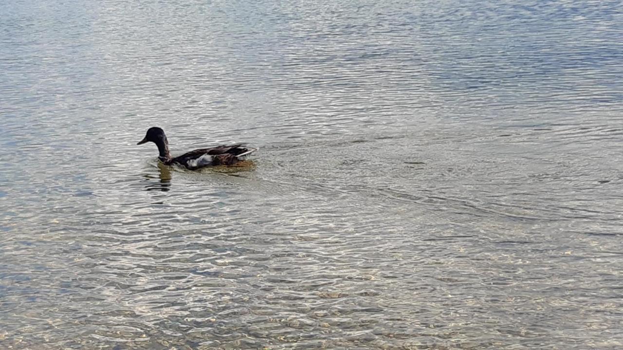 Wildente Am See マイスホーフェン エクステリア 写真